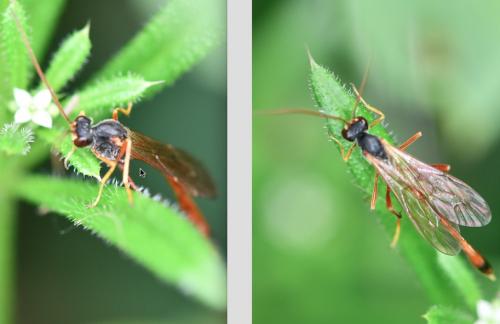 Erigorgus procerus